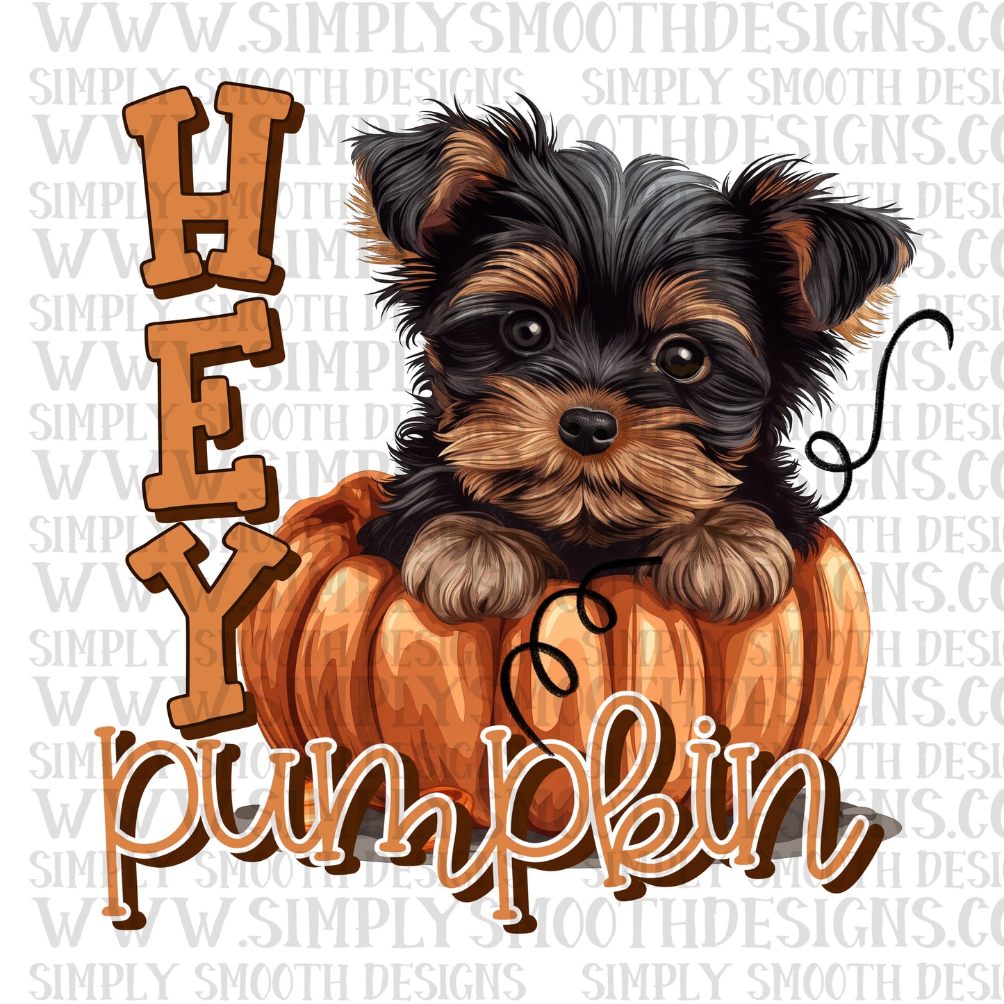 Hey pumpkin Yorkie