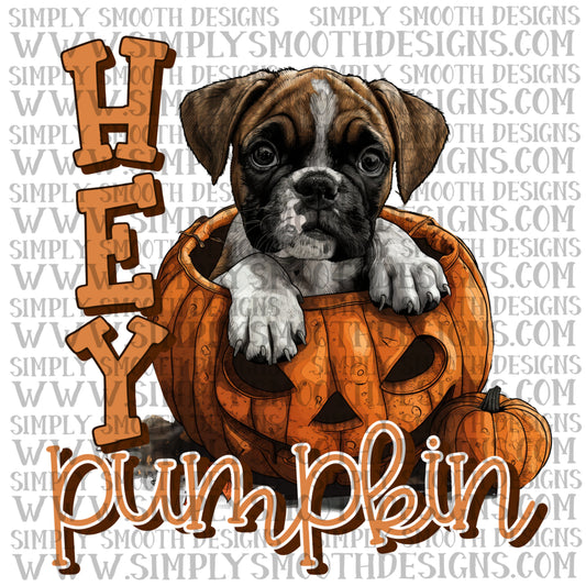 Hey Pumpkin Boxer