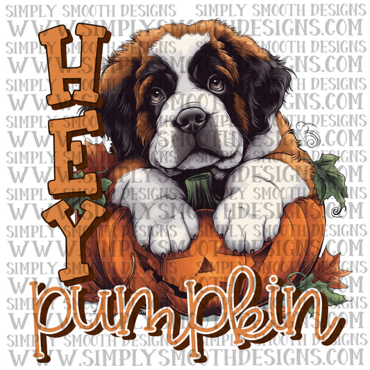 Hey Pumpkin St Bernard