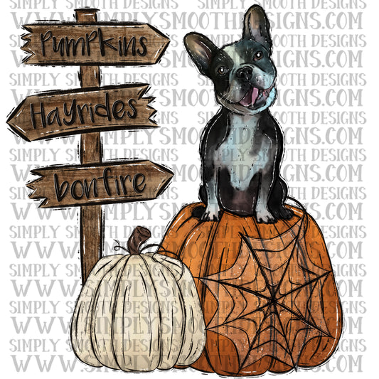 Frenchie dog pumpkin